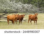 Three brown cows stand by a flower covered tree in a grassy field in northeast Washington.