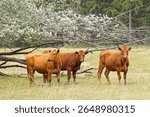 Three brown cows stand by a flower covered tree in a grassy field in northeast Washington.