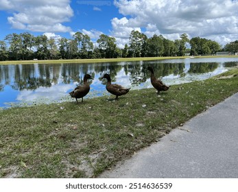 Three brown ducks standing on grass next to a pond - Powered by Shutterstock