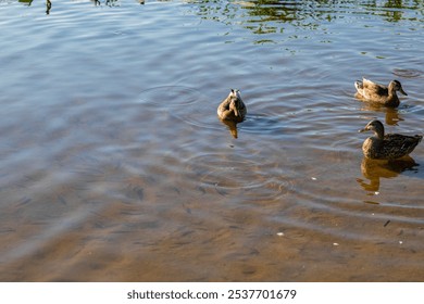 Three brown ducks swimming near the riverbank in clear shallow water, with visible small fish and gentle ripples on a bright sunny day, creating a serene natural scene. - Powered by Shutterstock