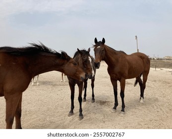 Three brown horses standing together - Powered by Shutterstock