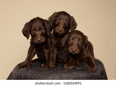 Three Brown Labradoodle Puppies In Studio