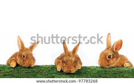 three brown rabbit on white background
