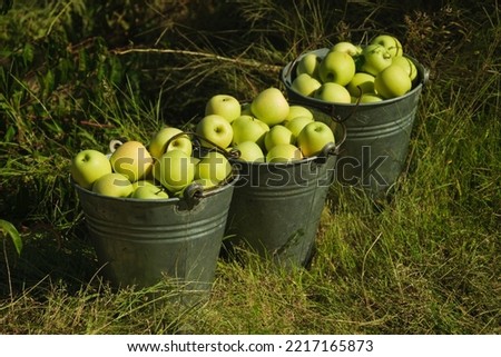 Three buckets of green apples in the farm.