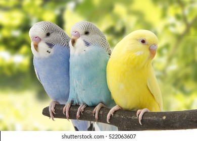 three budgies are in the roost. - Powered by Shutterstock