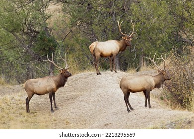 Three Bull Elk Stand In A Field By The Trees In Western Montana.