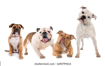 Three Bulldogs Front White Background Stock Photo 1690799614 | Shutterstock