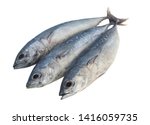Three bullet tuna fish or frigate mackerel isolated on white background, Auxis rochei