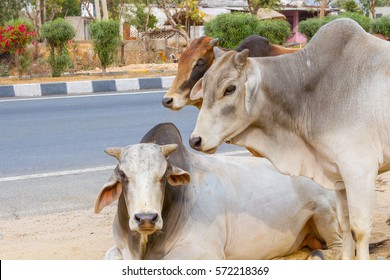 Three bulls licking each other next to a highway  in Rajasthan, India.