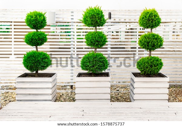 Three bushes trimmed in the form of balls on top of\
each other in large wooden flower pots painted white paint on a\
background of a fence made of wood bars. Landscaping in the park on\
a sunny day.