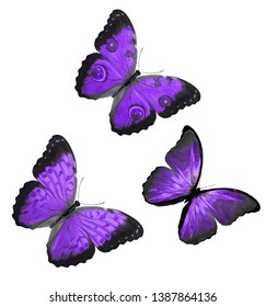 Three Butterflies Amethyst Wings Isolated On Stock Photo 1387864136 ...