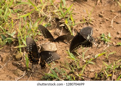 Three Butterflies Flying Together