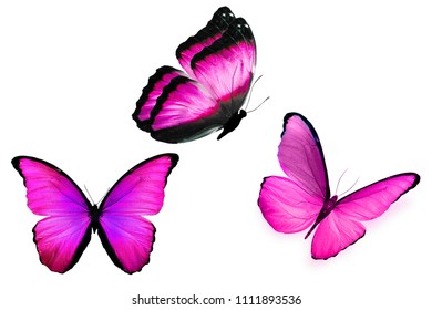 Three Butterflies Purple Wings Different Angles Stock Photo 1111893536 ...