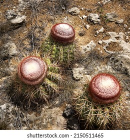 Three cactus with interesting, rusty, red blossoms, flowering in the dry orange desert soil 
