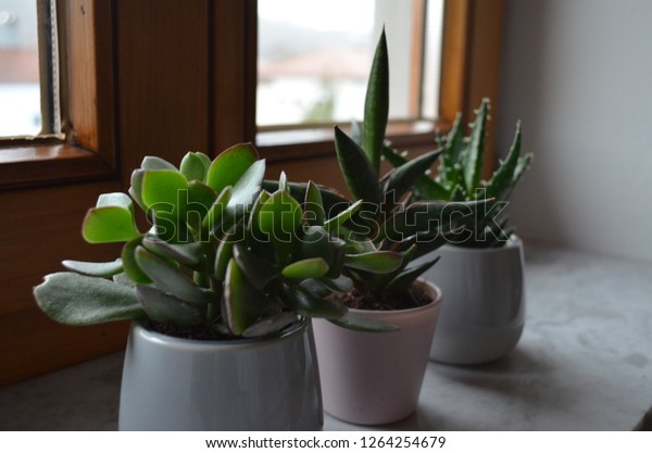 Three Cactuses On Windowsill Decoration Stock Photo Edit Now