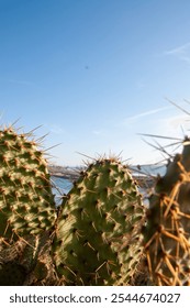 The three cactus-ters shine bright