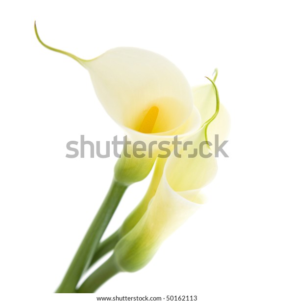 Three Calla Lilies Isolated On White Stock Photo (Edit Now) 50162113