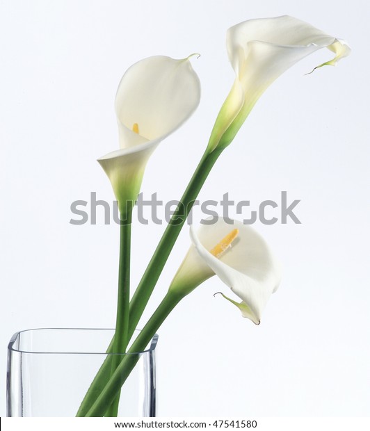 Three Calla Lilies Vase Stock Photo Edit Now 47541580