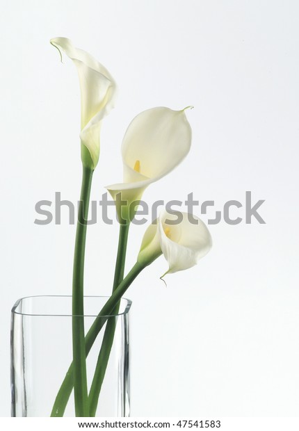 Three Calla Lilies Vase Stock Photo Edit Now 47541583