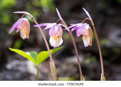 Three Calypso Bulbosa