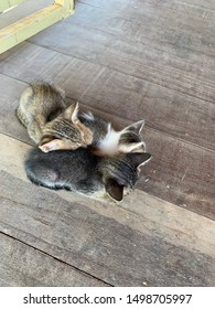 Three Cambodian brother kittens taking solace together, missing Ma Cat who’s out searching for an edible snake or mouse