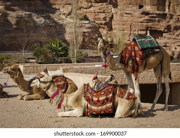 Three camels repaired to ride in Petra, Jordan.