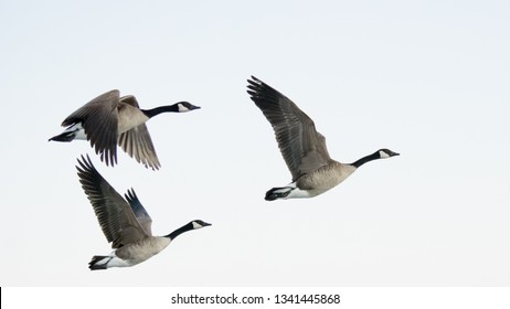 Geese In Flight