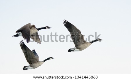 Three Canadian geese flying  in a light blue sky