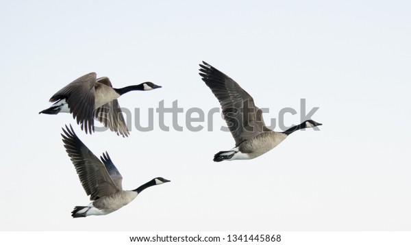 Three Canadian Geese Flying Light Blue Stock Photo (Edit Now) 1341445868