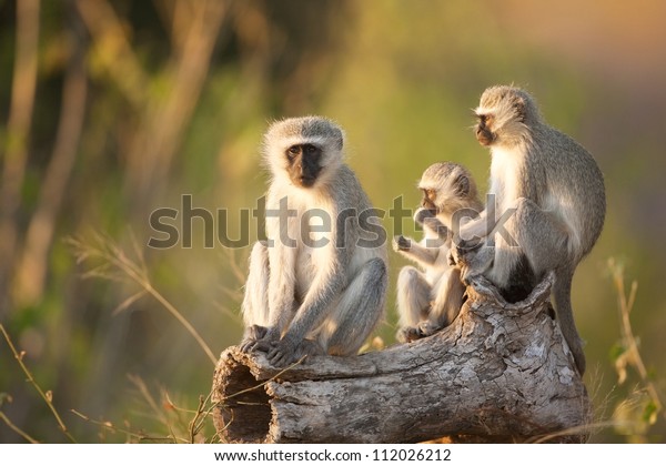 Three Cape Vervet Monkeys\
in the sun