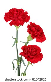 Three Carnation Flowers Isolated On White