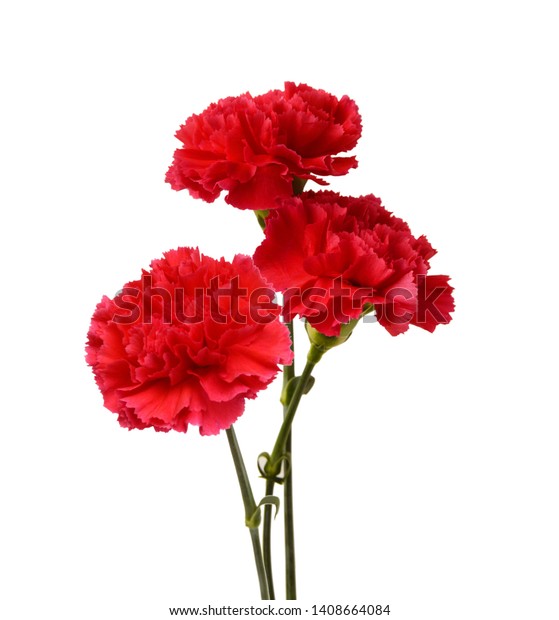 Three Carnations On White Background Stock Photo 1408664084 