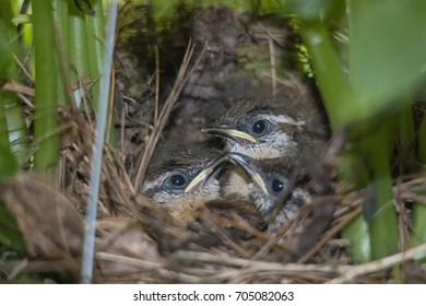 Three Carolina Wrens In Nest
