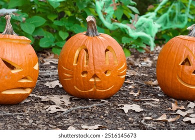 Three carved pumpkins with different faces, including a cat face, displayed on the ground surrounded by leaves and greenery, creating a festive autumn scene.