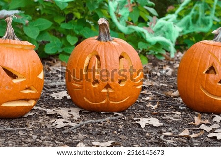 Three carved pumpkins with different faces, including a cat face, displayed on the ground surrounded by leaves and greenery, creating a festive autumn scene.