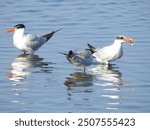 Three caspian terns, one with a fish in its beak, one squawking because it wants to steal the catch, while the other has no interest. Edwin B. Forsythe National Wildlife Refuge, Galloway, New Jersey.