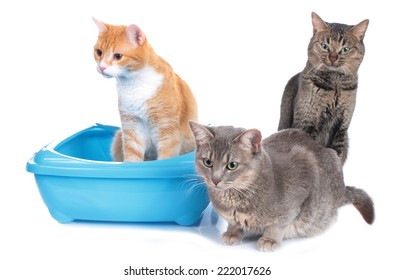 Three cats around a cat litter box