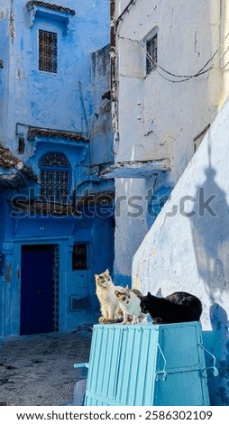 Three cats basking in sunlight on a blue street in Chefchaouen, Morocco, with traditional architecture in the background.