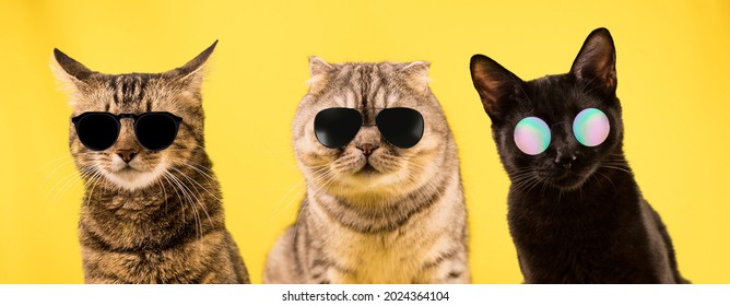 Three cats in dark glasses on a yellow background. Cool cats, a cat gang.