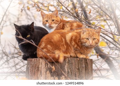 Three cats on a tree