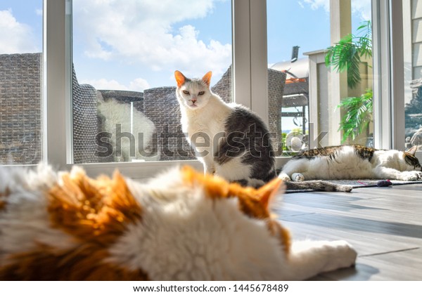 Three Cats Orange White Long Hair Stock Photo Edit Now 1445678489