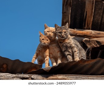 Three cats perched on a rustic roof under a clear blue sky. The image captures a ginger cat, an orange cat, and a tabby cat, each displaying unique expressions and postures,