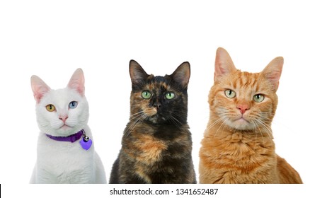 Three cats in a row isolated on white. White cat with heterochromia, black and orange cats. - Powered by Shutterstock