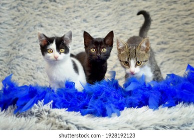 Three Cats Sitting On A White Furry Background In A Blue Feather Boa