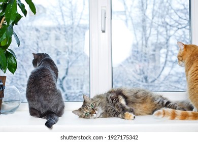Three cats sitting on the windowsill at winter.