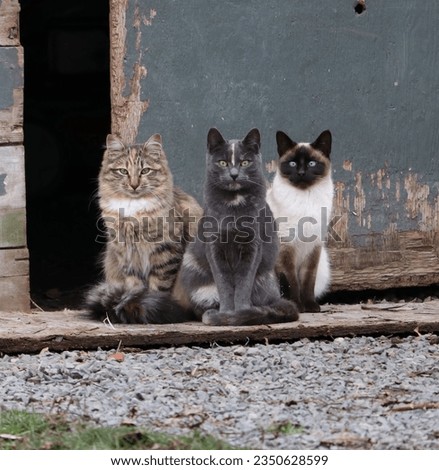 Three cats staring at me