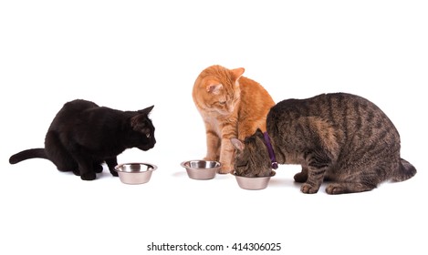 Three cats at their food bowls, one eating and two others watching her, on white - Shutterstock ID 414306025