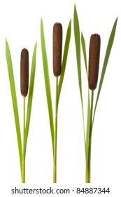 Three Cattail Stalks With Cobs. Isolated On White.