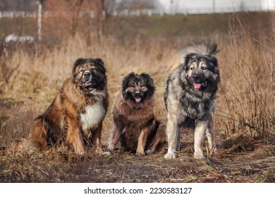 three caucasian shepherd dogs in the field - Shutterstock ID 2230583127