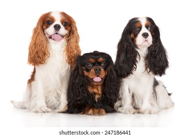 three cavalier king charles spaniel dogs together on white